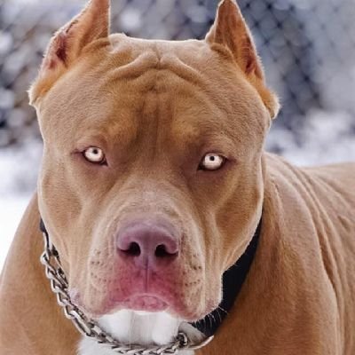 pitbull9728's profile picture. 