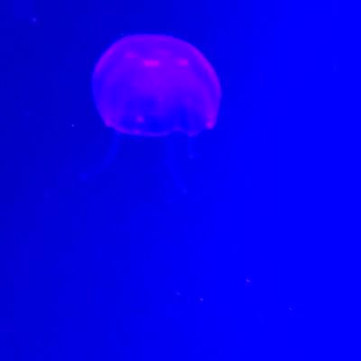 TMansolana's profile picture. 