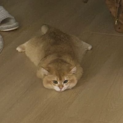 ermia155332's profile picture. 