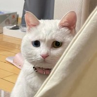 Hmm ・̆ﻌ・̆ (@berriesontart) 's Twitter Profile Photo Hmm ・̆ﻌ・̆ (@berriesontart) 's Twitter Profile Photo