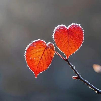 LanBai60256's profile picture. 