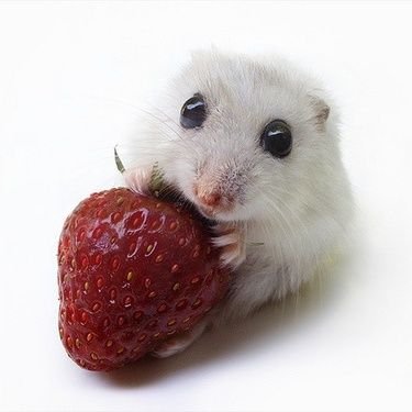 mininhoca's profile picture. 🍓 songamonga.
ig: @/Day.mbel