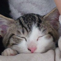 8匹のねこの家 (@nyanco_0104) 's Twitter Profile