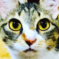 びぃ子🏃♂️³₃≡≡≡ (@doremippii) 's Twitter Profile Photo びぃ子🏃♂️³₃≡≡≡ (@doremippii) 's Twitter Profile Photo