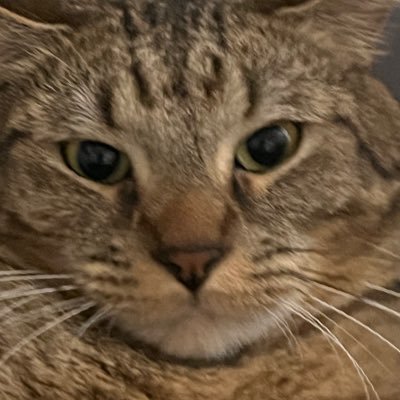 Rexatonlc's profile picture. 