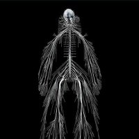 Ricardo (@ricardoalvesbh) 's Twitter Profile