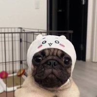 真・からあげ (@karaagekarrito) Twitter profile photo