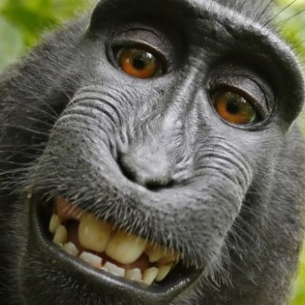 OMonkeys's profile picture. An Undercover monkey that is 18+

Rather not interact w/ any minors, ty much!