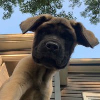 Big Mike (@midtierfan) 's Twitter Profile