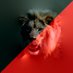 PJ (@moblieclover) Twitter profile photo PJ (@moblieclover) Twitter profile photo