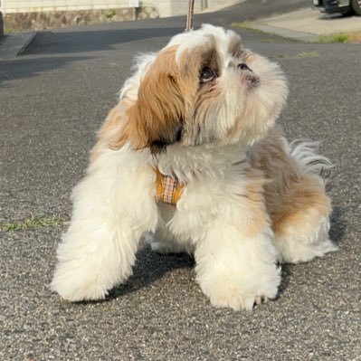 🐶「Xばっかり見てないで遊んでください😡😡」