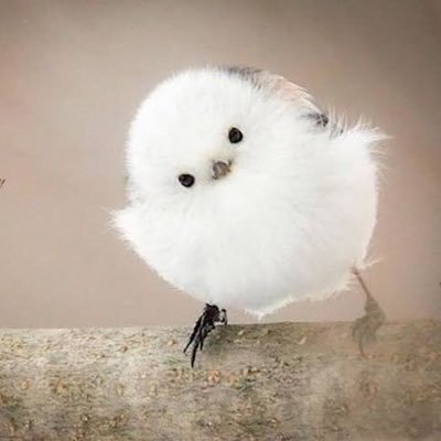 Fawnia611819's profile picture. 事故歴有りでもご気楽にご相談下さい😉 解決できるよう全力で頑張ります！ 詳しくはDMまで！ amusuburabura@gmail.com          セブンキャッシュ公式アカウト