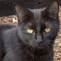 Di Granger (@digranger) 's Twitter Profile Photo Di Granger (@digranger) 's Twitter Profile Photo
