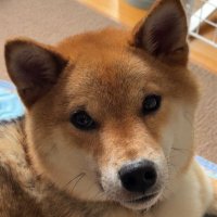 yamachu (@yama_chu_) 's Twitter Profile Photo yamachu (@yama_chu_) 's Twitter Profile Photo
