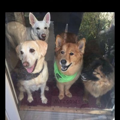 Texas Patriot🇺🇸🇺🇸 🇺🇸🇺🇸🇺🇸#foster #rescue #adopt life is better with a furry friend 🐶 for me 4 were better ❤️🐾