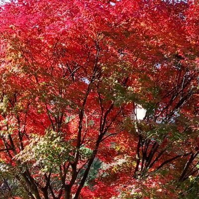 TUHyLwG3kr8291's profile picture. 日本と家族と自然が大好きな普通のおじさん｜高市早苗首相支持｜スパイ防止法制定|海釣り|反マスコミ|移民反対|再エネ事業反対|トランプ支持|反中共|信教の自由|