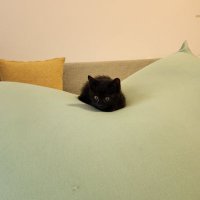 Pon@Shopifyデザイナー (@pon_shopify_cd) 's Twitter Profile