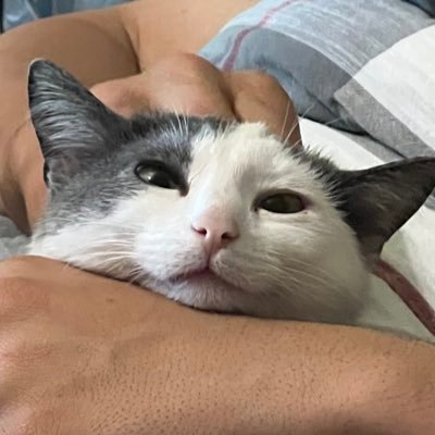 HannahDootDoot's profile picture. Frankly my dear, I don’t give a damn