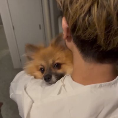 Gomikuzu_Dameo's profile picture. t-aceは神 安室奈美恵は女神 愛犬 ポメラニアンの「なご」とおじさん。 同盟アニラバ、ぽんこつ枠   Λ£ღなご#75