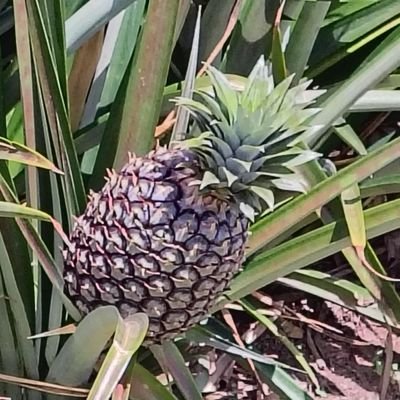 borys_mi's profile picture. żyję od dziś w Rosji zachodniej