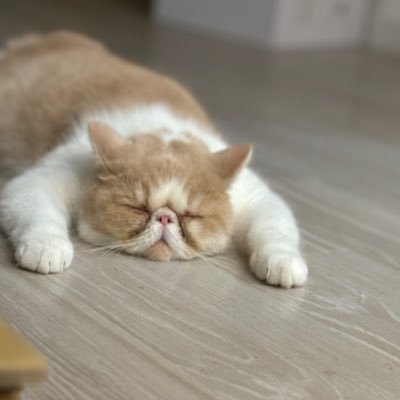 hsr_75ten's profile picture. 💪🏋️🐯