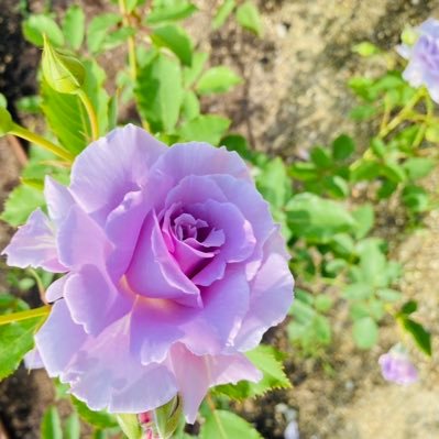 ruu02zoopark's profile picture. ZOOぱーくにいてます！ アカウント作り直し    2023年12月～