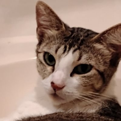 Shannon95876289's profile picture. My favorite shows are melrose place,charmed,wrestling ,Buffy the vampire slayer, twlight movies and criminal minds, 7th heaven