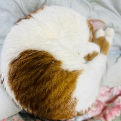 n0urUckjcAbuLwi's profile picture. アニメ大好き雑食 20↑今更言うけど星野源さんに沼りました(某警察ドラマから)🌈🕒は🎤が中心に好き!!!(特に🎤🌟🏠)最近は🐝🤣中心にヒーローの沼にも堕ちました……😌RRRもハマったよ……🫠🏍️🐎ゲ謎もBIG LOVE!!!🥷🥚も好き