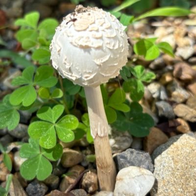 名前 (@aVCufKAtr999515) / Posts / X