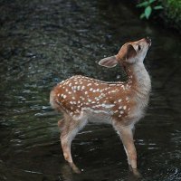 lily (@bones_bmi) 's Twitter Profile