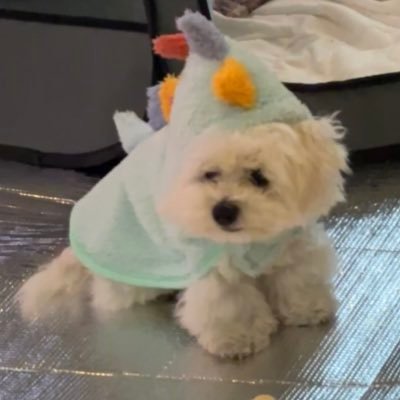 小さめビションフリーゼ2024.7.20生まれ 男の子🐻❄️ 3kg Unicornの「uni」から来てるよ🙂↕️