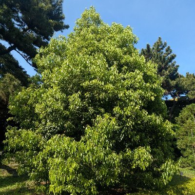 kussu_k2's profile picture. K-dush2 16期/解く専？