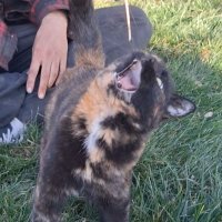 Albertine Brinkerhoff (@tinebrink) 's Twitter Profile