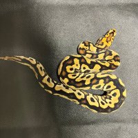 minato (@ballpython1027) 's Twitter Profile