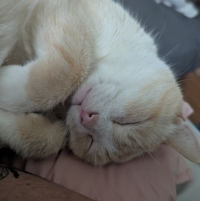 Jasper/Dumpling Profile