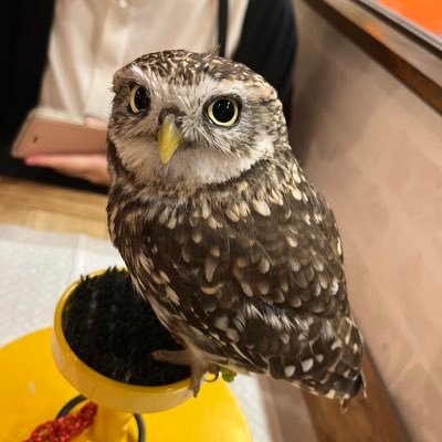 チームみらいに期待。立憲も応援(一部除く)。以前は国民民主党の党員でした。小学校入学から中学校卒業まで全てゆとりの福祉系事務職員。旅行と歴史が好き。基本ブロックはしません。あと、いいね晒したりしません!
