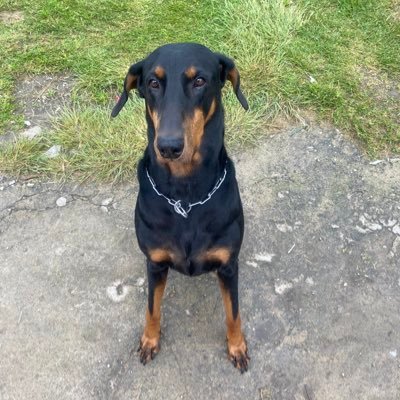 esp, psicología jurídica. #adopta un animalito 🐕 🐈 de la calle.