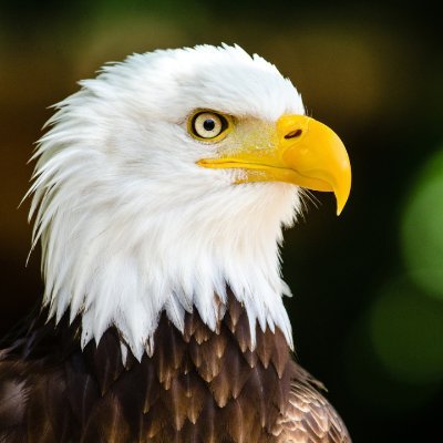 StanHalen165255's profile picture. Rest in Peace Charlie Kirk. Patriot, Love my Country, my Family, Jesus Christ, and College Football. Democrats truly hate America.