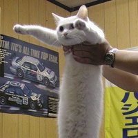 うどん (@breadpastaudon) 's Twitter Profile Photo うどん (@breadpastaudon) 's Twitter Profile Photo