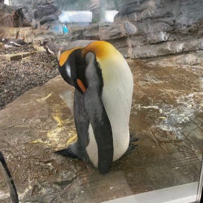 youxixitian's profile picture. 色々やってます！