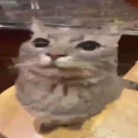 ☕ (@mmeow65011) 's Twitter Profile Photo ☕ (@mmeow65011) 's Twitter Profile Photo