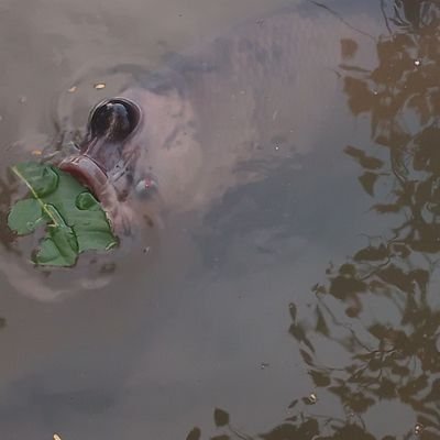 C_plaCh008's profile picture. 