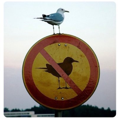 Orbita_Wiru's profile picture. Zawsze w prawo.