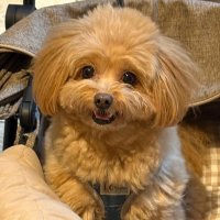 ぽん太 (@momokaponta0308) 's Twitter Profile Photo