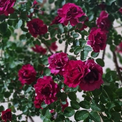 omid62med's profile picture. من شنیدم سرعشاق به زانوی شماست

و از آن روز سرم میل بریدن دارد