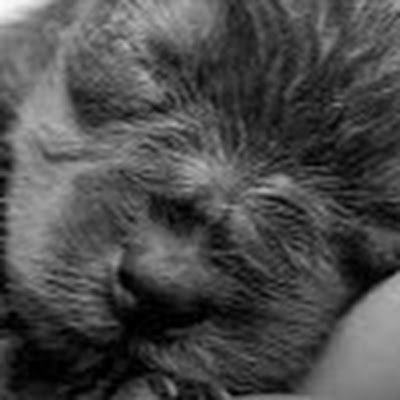 Cribbage45556's profile picture. 