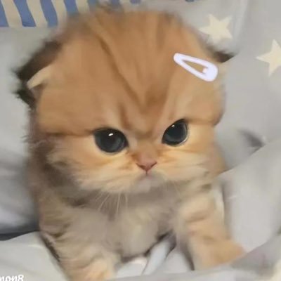 ⋆ ｡˚ ♡∞ #THAIchayanon @thaichayanon 🖇️✩ ˚ #kengjingnah @harit_keng #nampingster @nampingnapat ⚡️✩ ˚( @Bossckm_ @Noeul_lee6 ) 💜 #BTS 🇰🇷