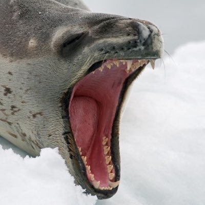 mortalcoyl's profile picture. hi