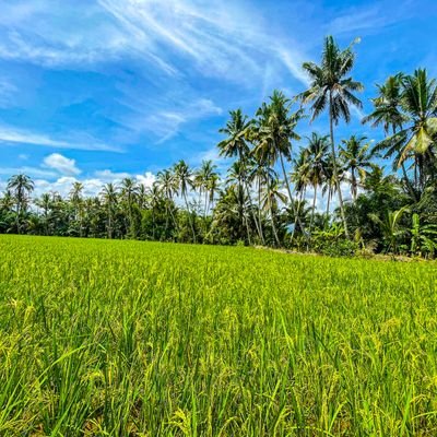 analiana_pul's profile picture. 🪄✨