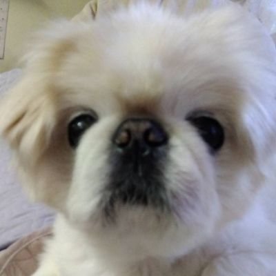 ペコペコさんのプロフィール画像